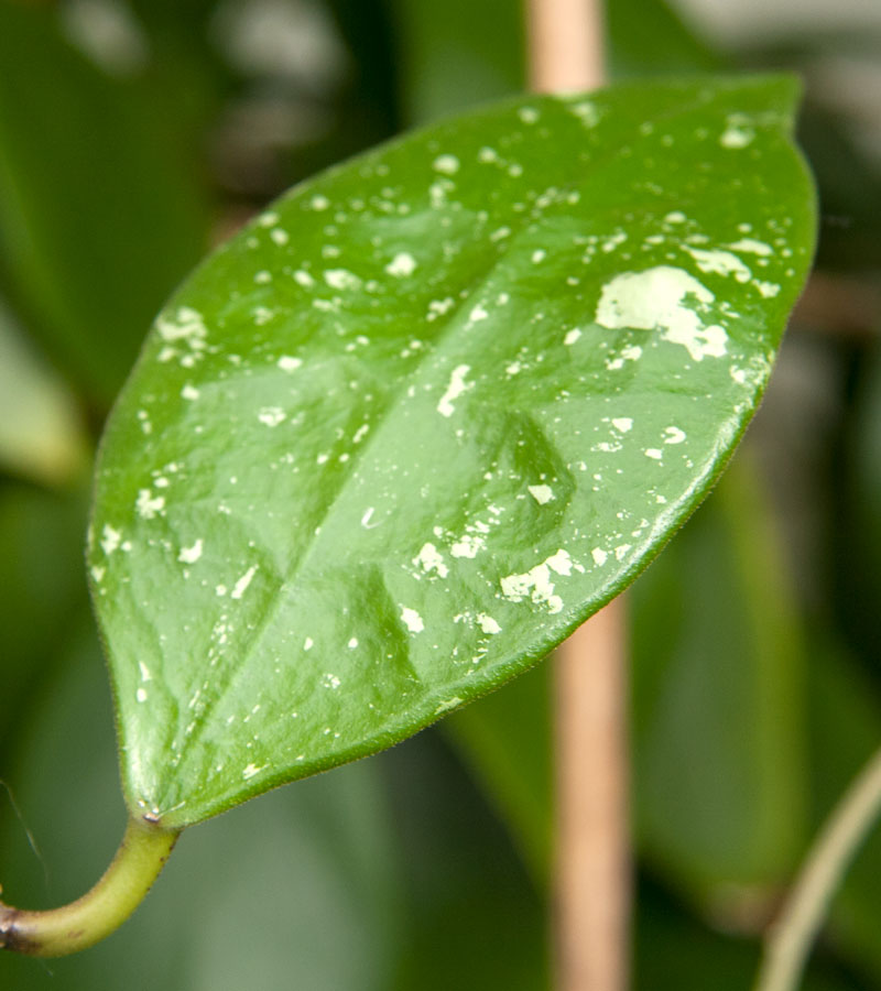 Hoya rundumensis rotad kp hos Plantanica webbutik