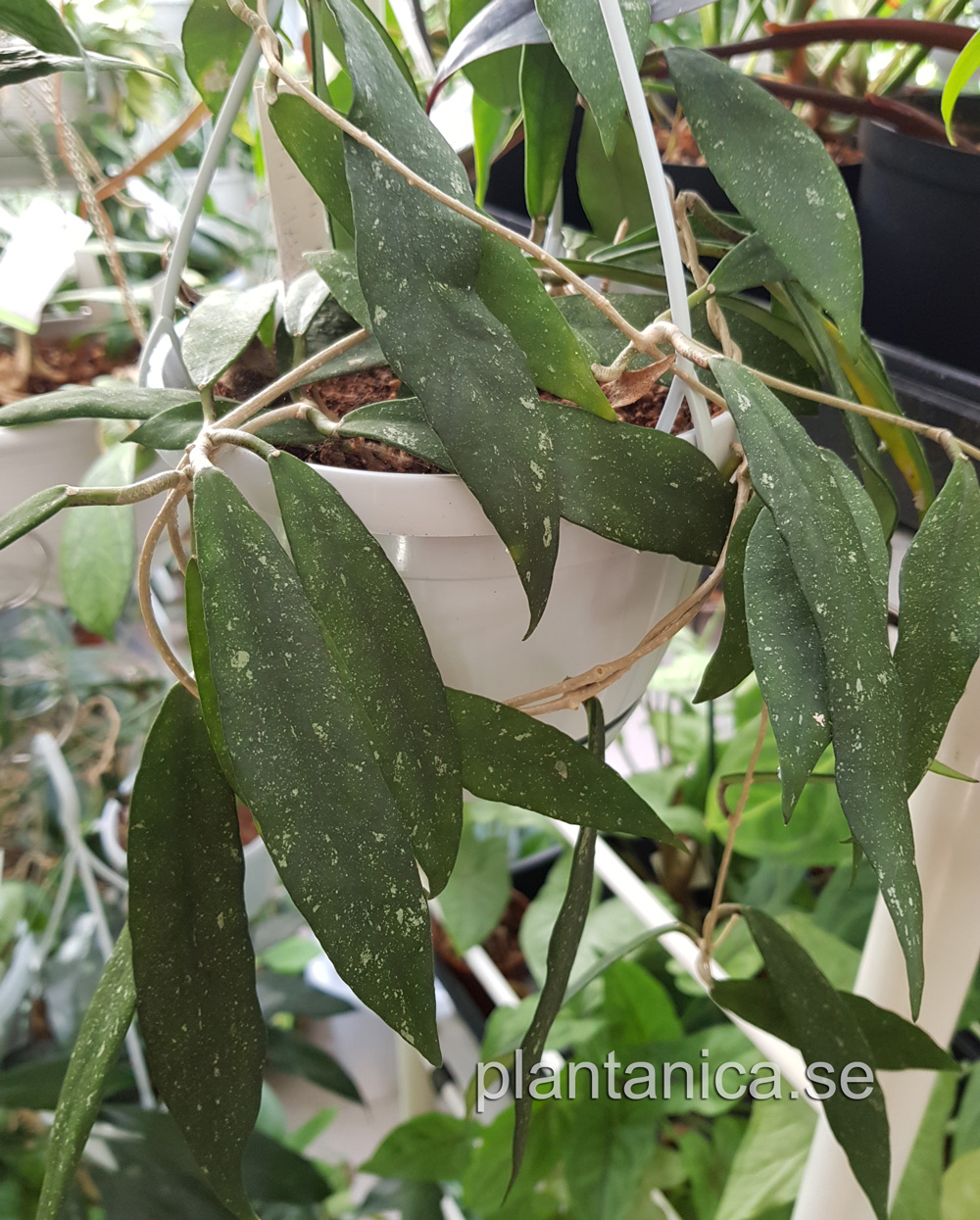 Hoya scortechinii - rotad kp hos Plantanica webbutik