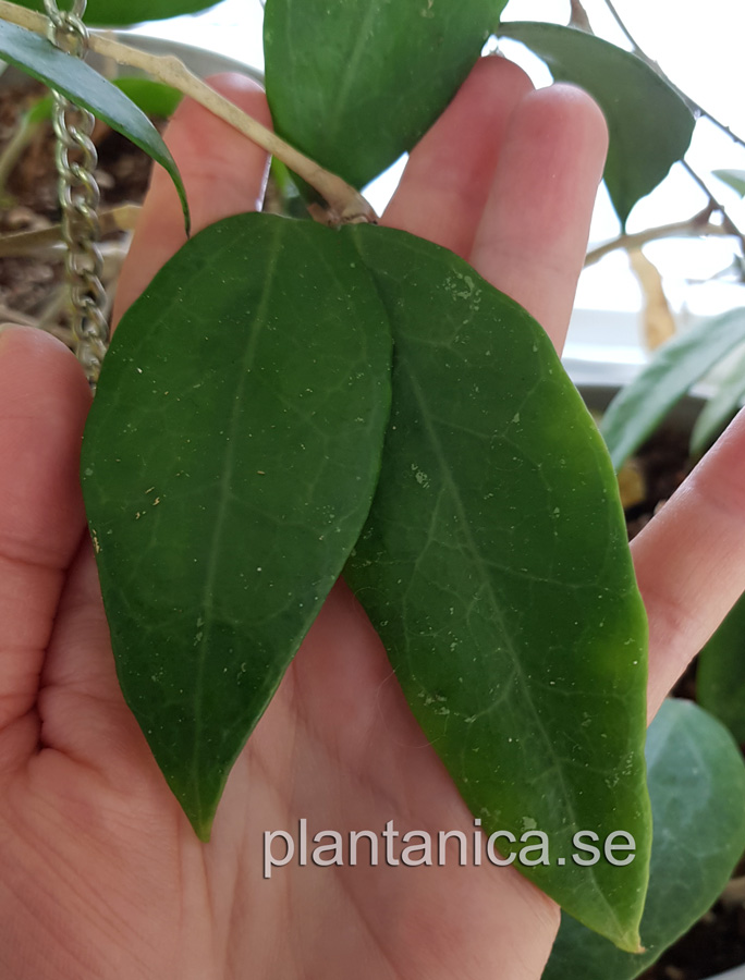 Hoya sp Borneo GPS 4098 - rotad kp hos Plantanica webbutik