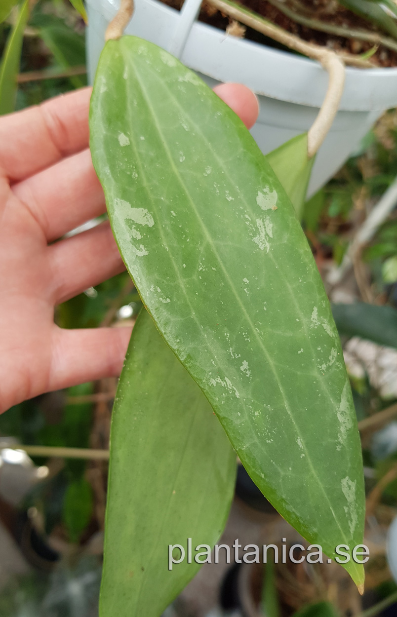 Hoya sp Borneo MM - rotad kp hos Plantanica webbutik