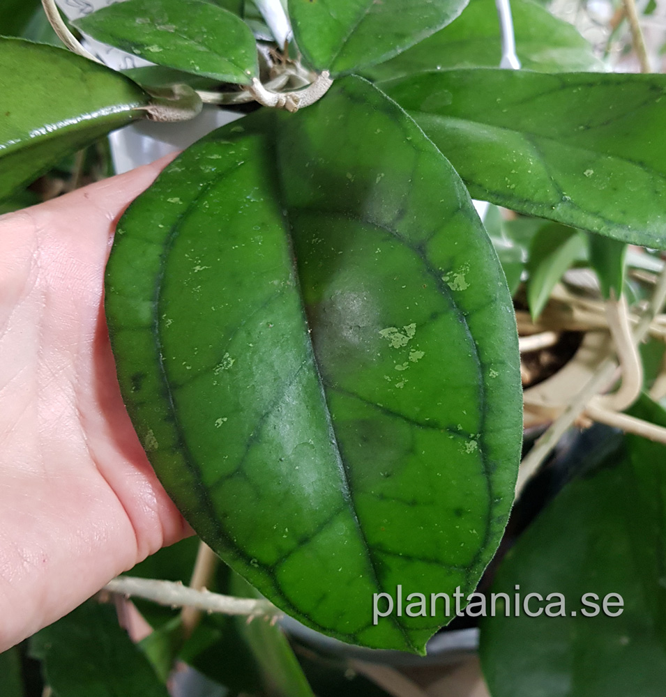 Hoya sp Borneo round leaf EPC-953 - rotad kp hos Plantanica webbutik