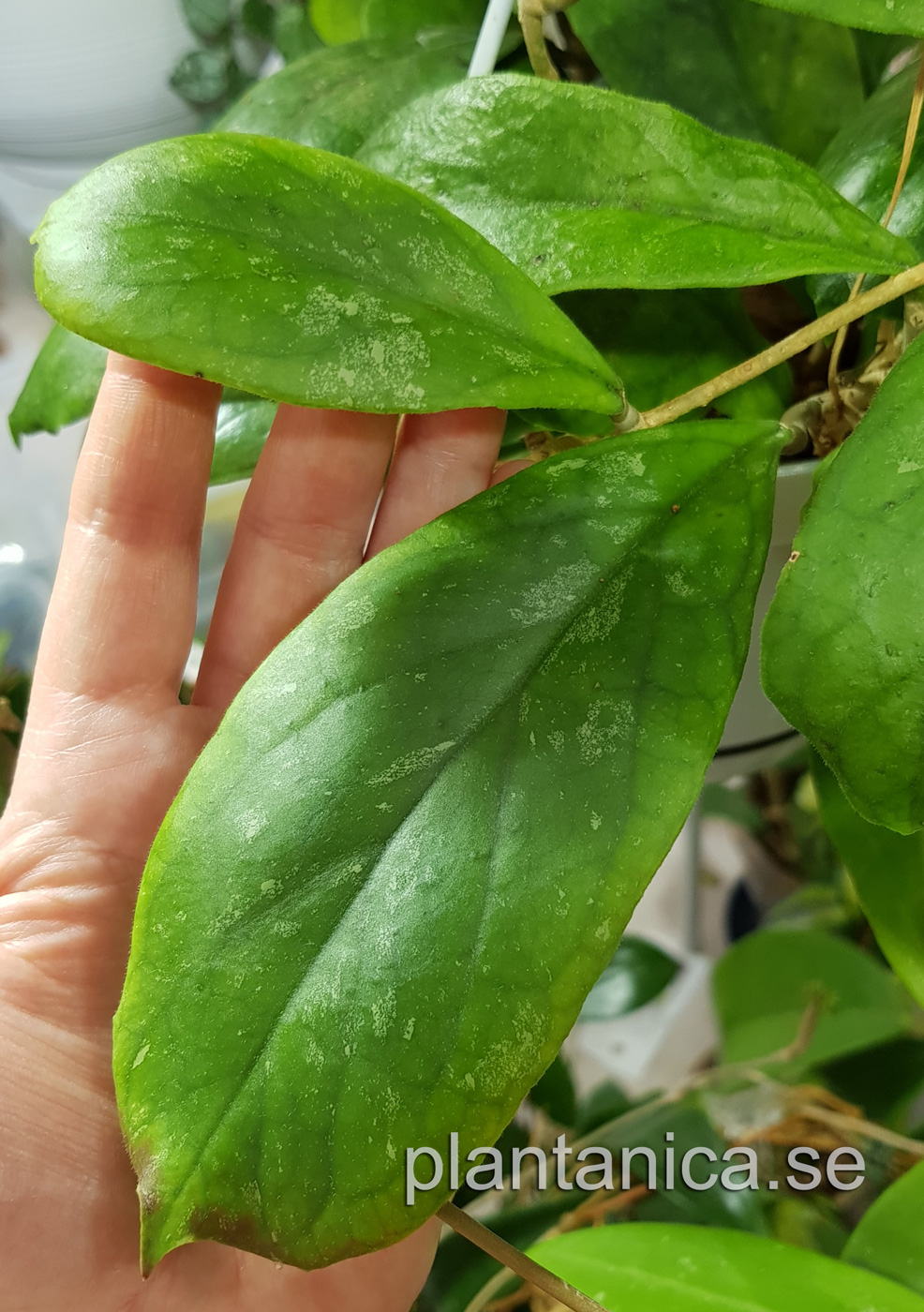 Hoya sp EPC-196 - rotad köp hos Plantanica webbutik