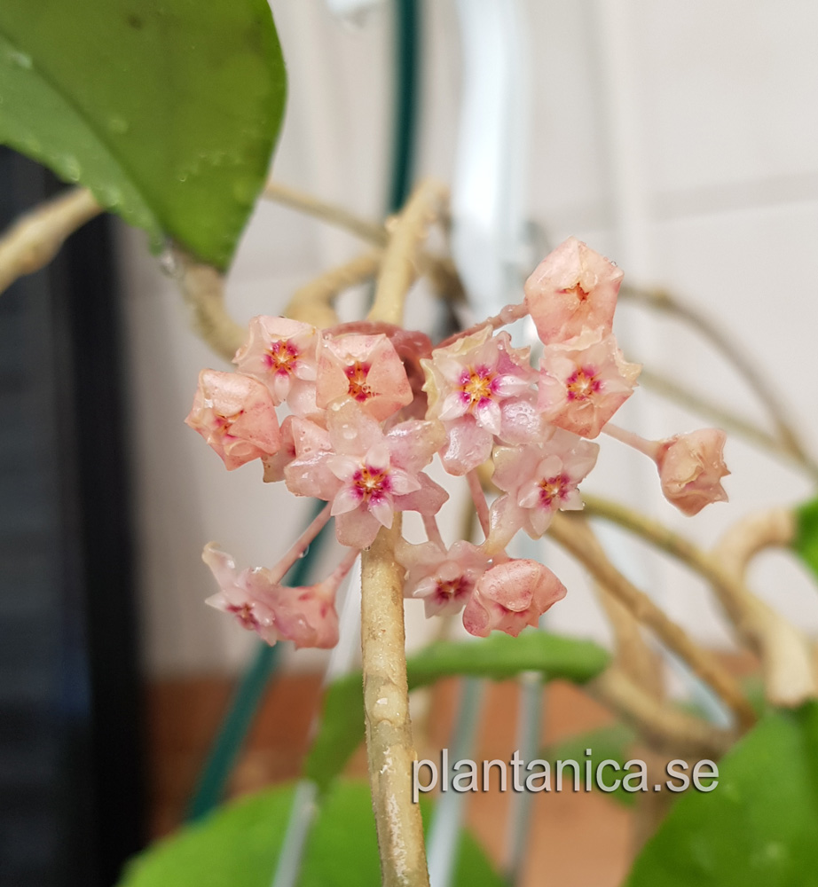 Hoya sp EPC Pink Flowers - rotad kp hos Plantanica webbutik