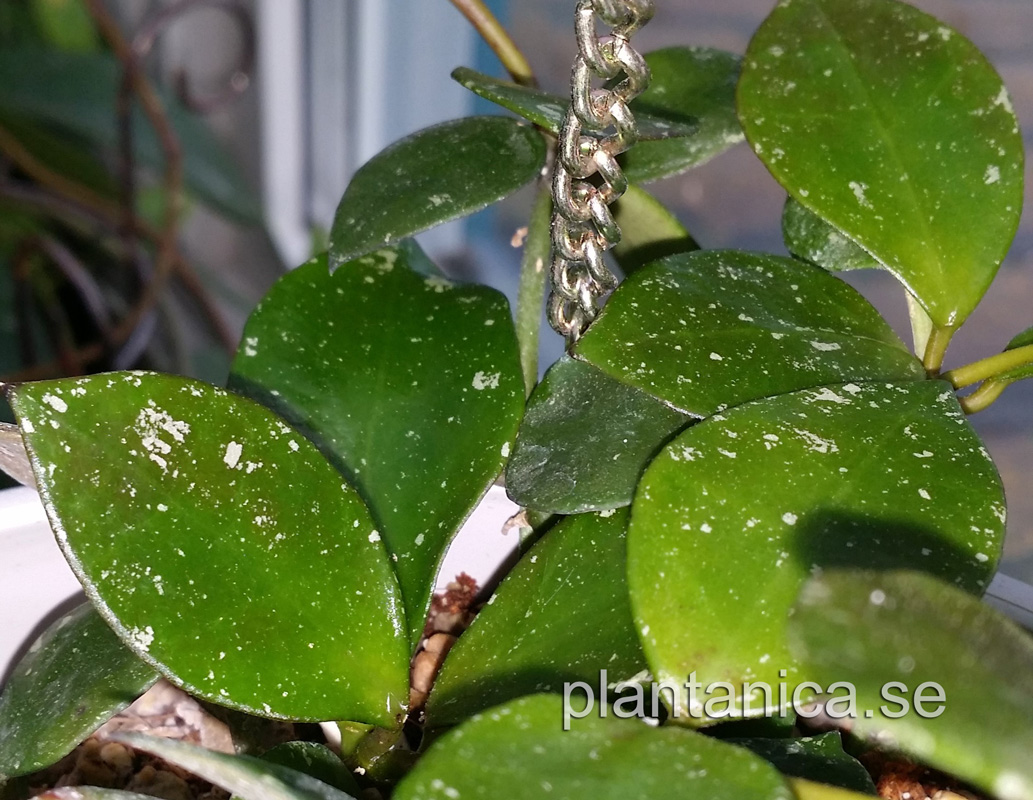 Hoya sp Fraiser Hills - rotad kp hos Plantanica webbutik