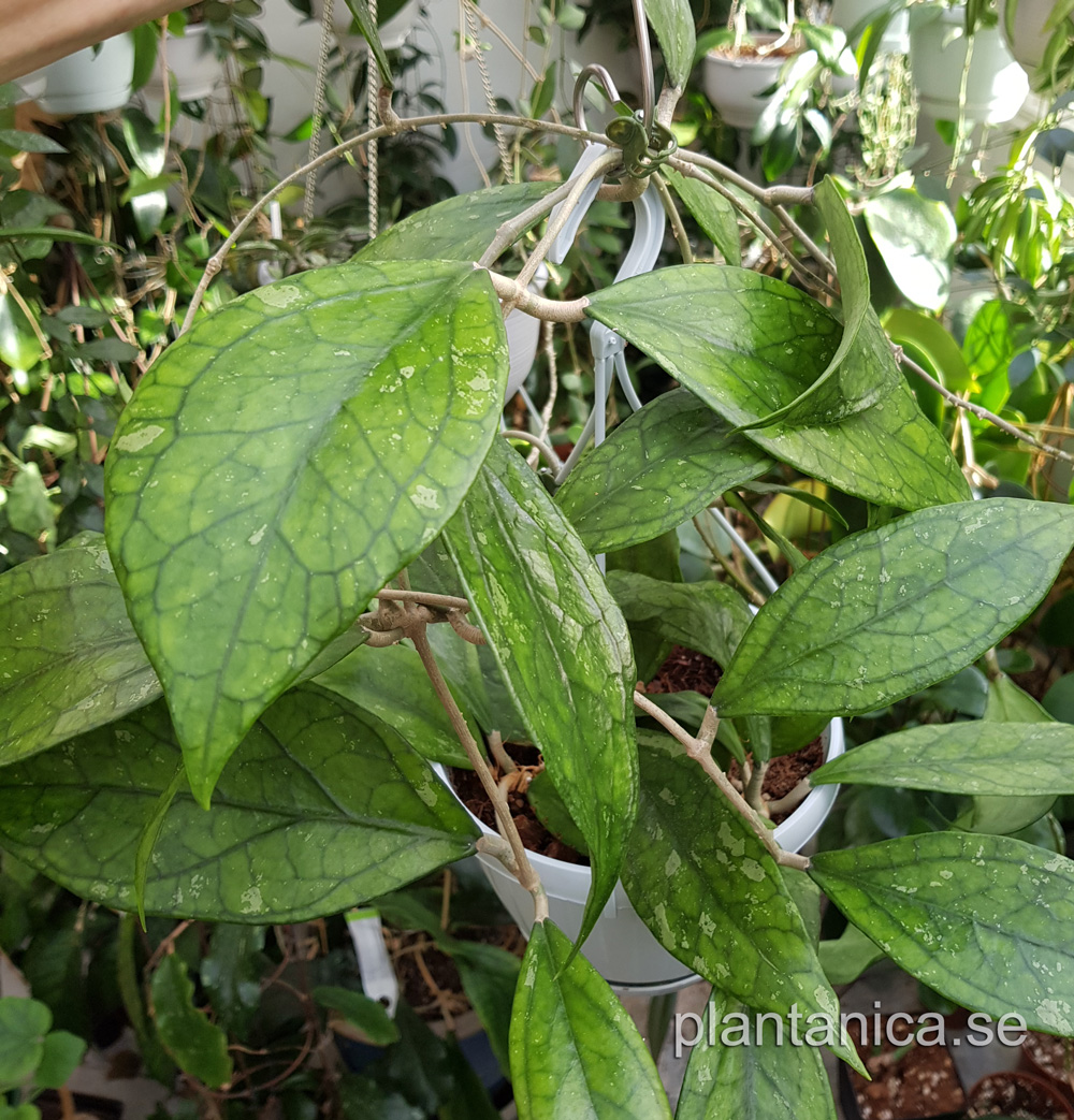 Hoya sp Germany - rotad kp hos Plantanica webbutik
