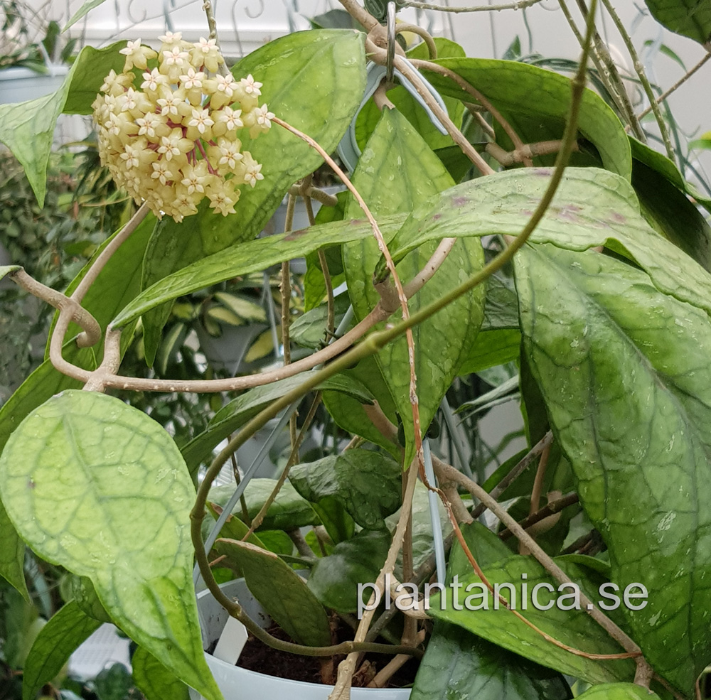 Hoya sp Germany - rotad köp hos Plantanica webbutik