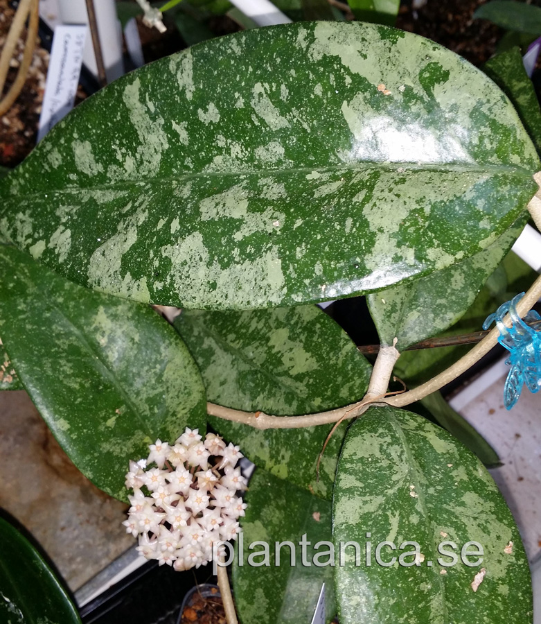 Hoya sp Ko Chang Island IML1508 - orotad köp hos Plantanica webbutik