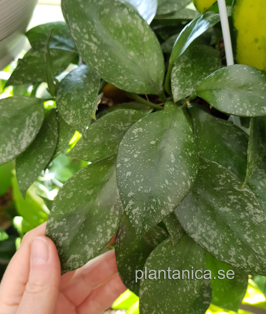 Hoya sp Moyog Sabah - rotad kp hos Plantanica webbutik