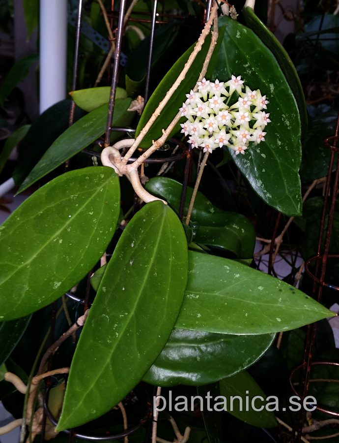 Hoya sp NS07-193 - orotad kp hos Plantanica webbutik