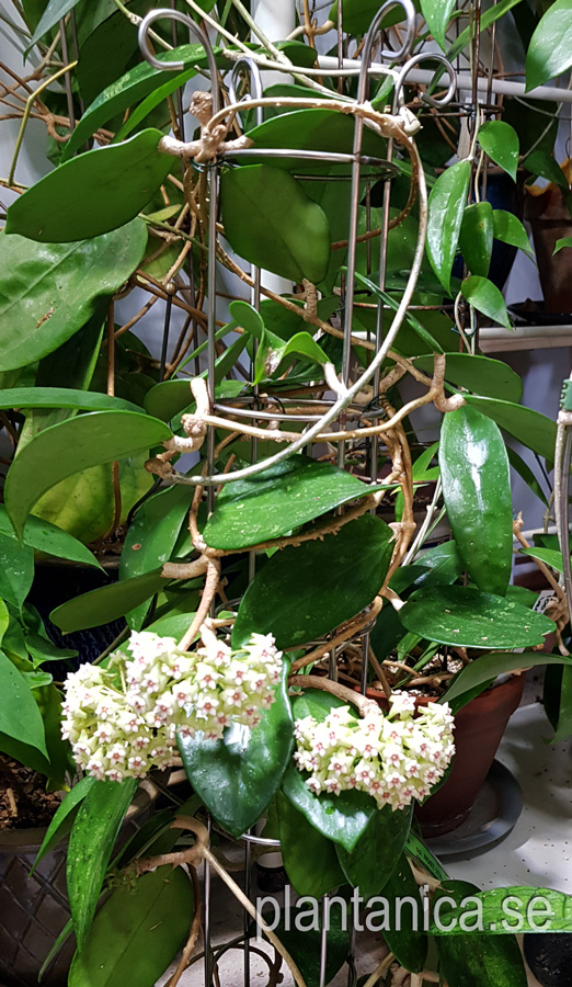Hoya sp NS 07-216 - rotad kp hos Plantanica webbutik