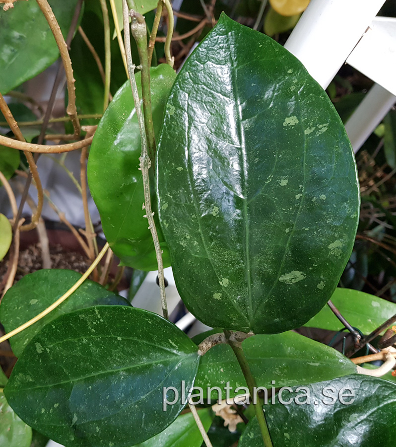 Hoya sp NS 07-216 - orotad kp hos Plantanica webbutik