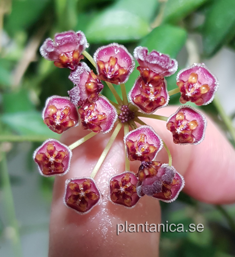 Hoya sp PG 04 mini wayetii - rotad kp hos Plantanica webbutik