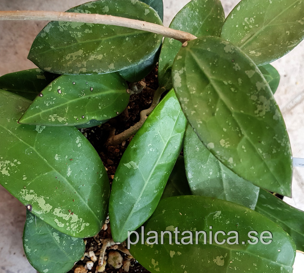 Hoya sp Phukwai Lao EPC-779 - rotad kp hos Plantanica webbutik