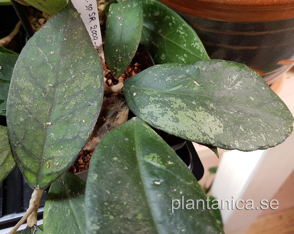 Hoya sp SR 2009 - 005 - rotad kp hos Plantanica webbutik