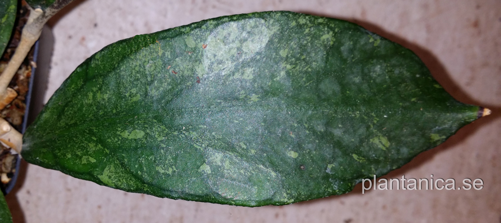 Hoya sp SR 2009 - 005 - rotad kp hos Plantanica webbutik