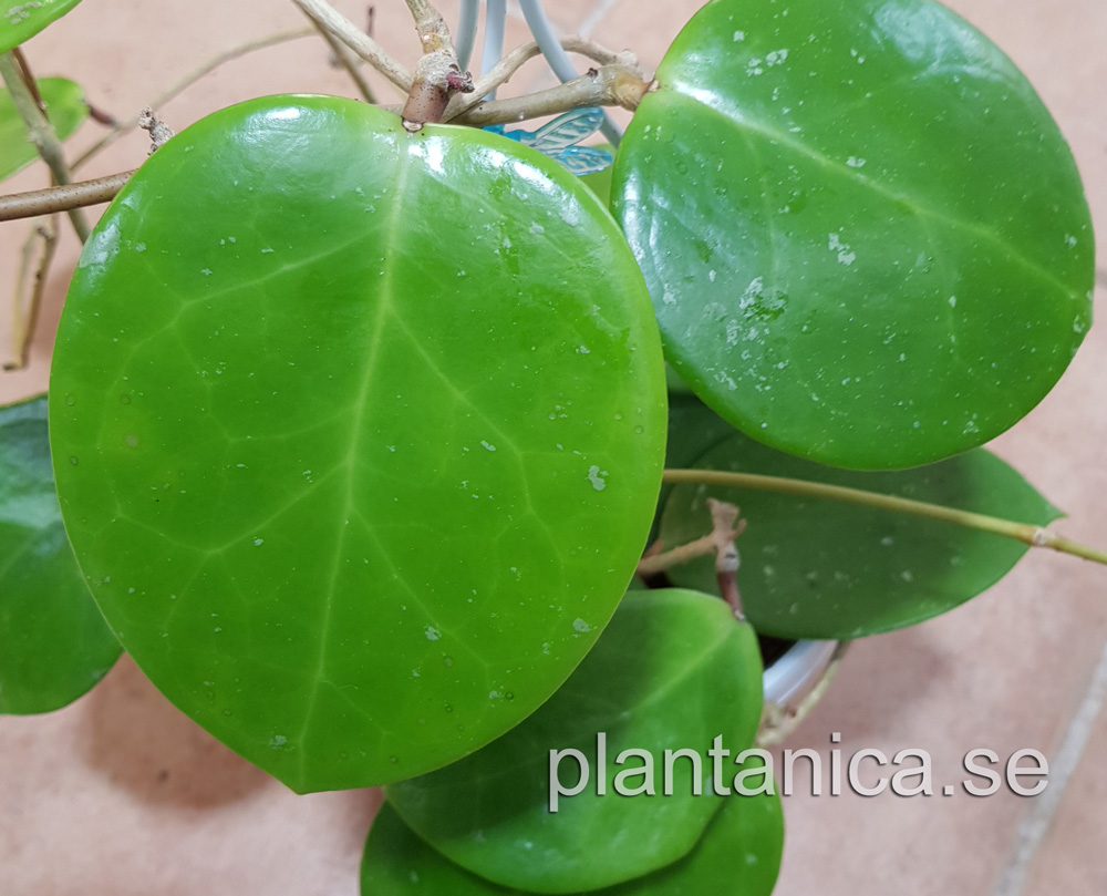 Hoya sp Sweet Scent - rotad kp hos Plantanica webbutik