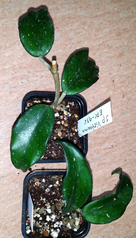 Hoya sp Vietnamn - rotad köp hos Plantanica webbutik