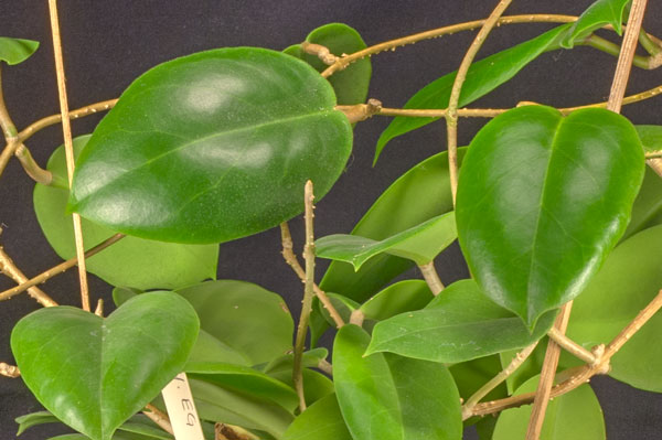 Hoya sp EG 00497 planta kp hos Plantanica webbutik