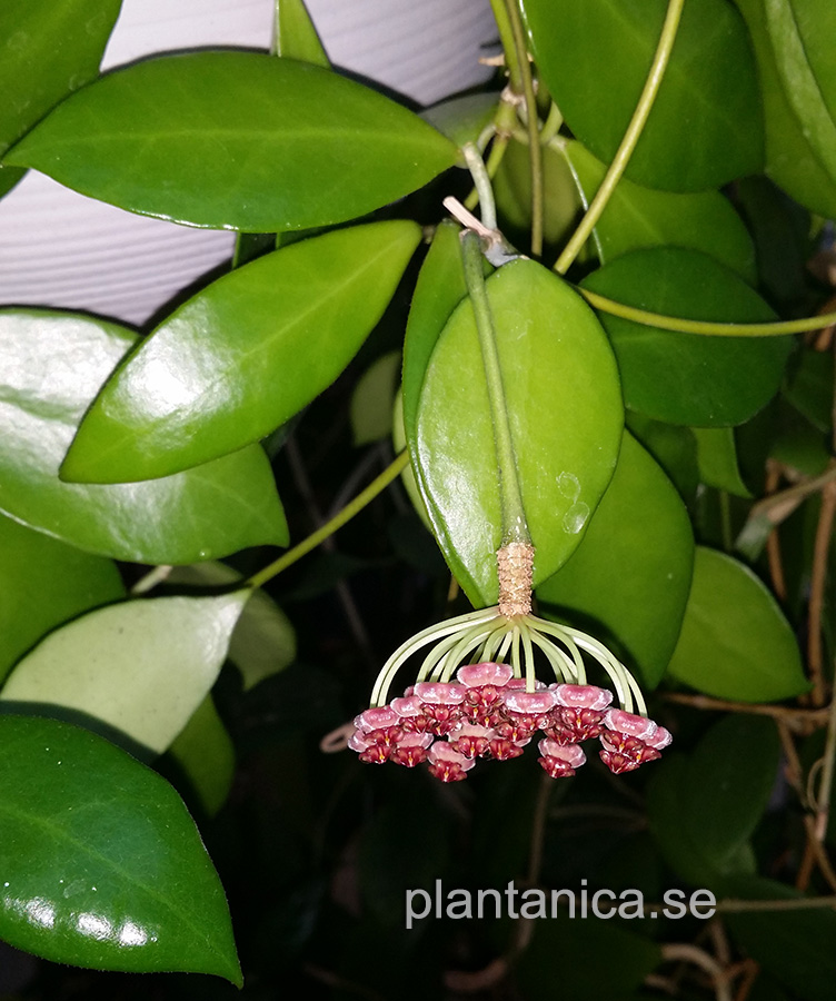 Hoya sp Sapuroa GPS 3752 orotad kp hos Plantanica webbutik