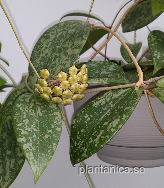 Hoya verticillata IML 1618 fd wibergiae - rotad kp hos Plantanica webbutik