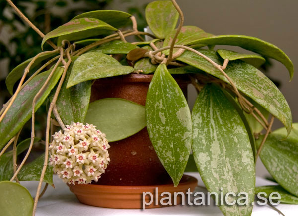 Hoya verticillata IML 1618 fd wibergiae - rotad kp hos Plantanica webbutik