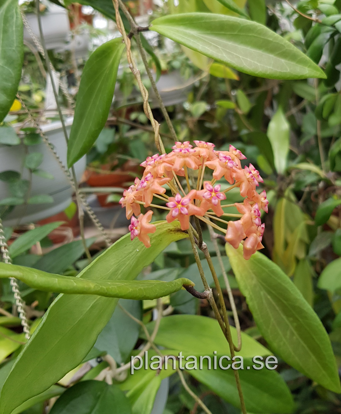 Hoya valmayoriana - rotad kp hos Plantanica webbutik