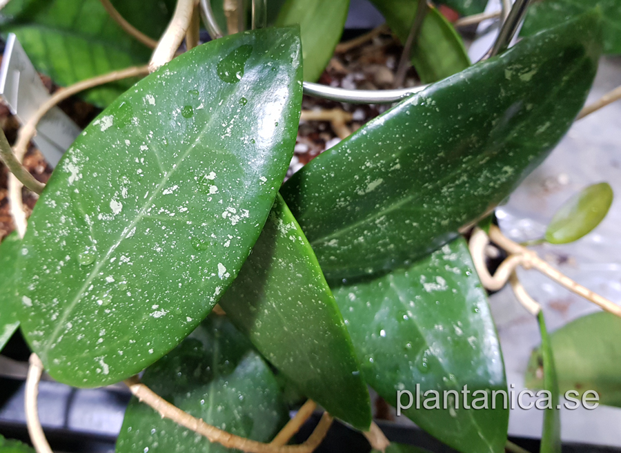 Hoya verticillata chantaburi TN 10 -014 - rotad kp hos Plantanica webbutik