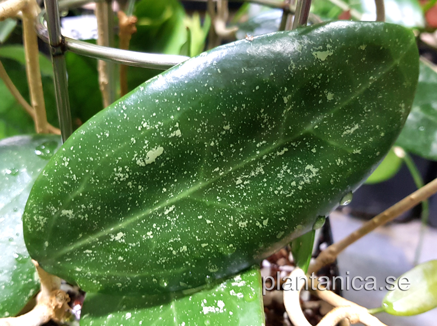 Hoya verticillata chantaburi TN 10 -014 - rotad kp hos Plantanica webbutik