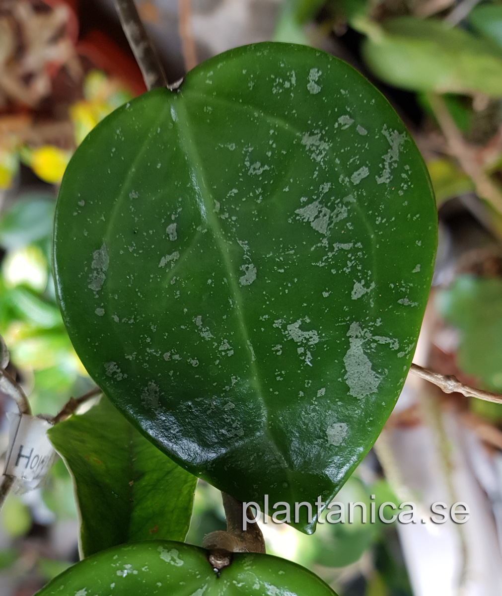 Hoya verticillata RB mini - rotad köp hos Plantanica webbutik