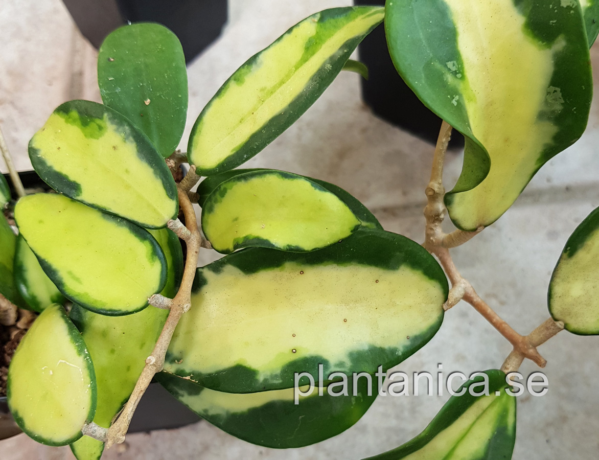Hoya verticillata variegata light yellow -EPC-175 - rotad kp hos Plantanica webbutik