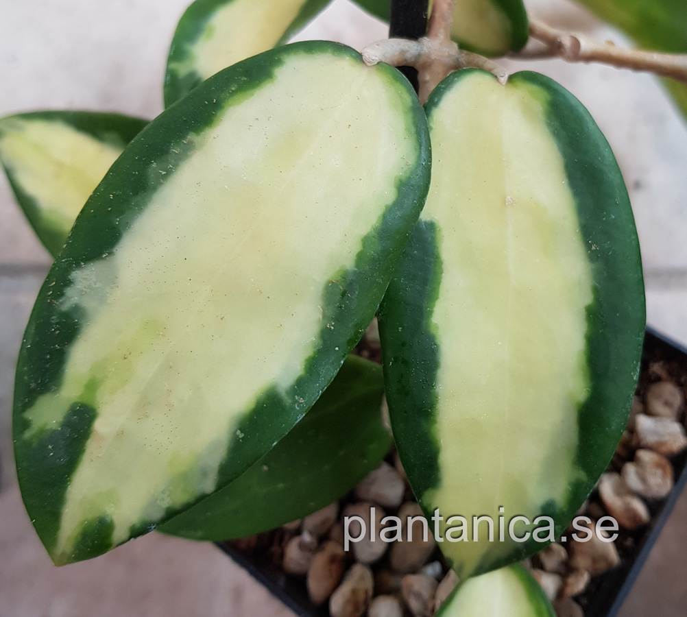 Hoya verticillata variegata light yellow -EPC-175 - rotad kp hos Plantanica webbutik