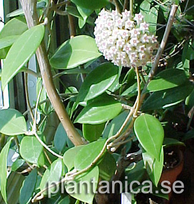 Hoya verticillata IML 97 rotad kp hos Plantanica webbutik