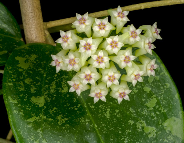 Hoya verticillata Lao1 orotad kp hos Plantanica webbutik