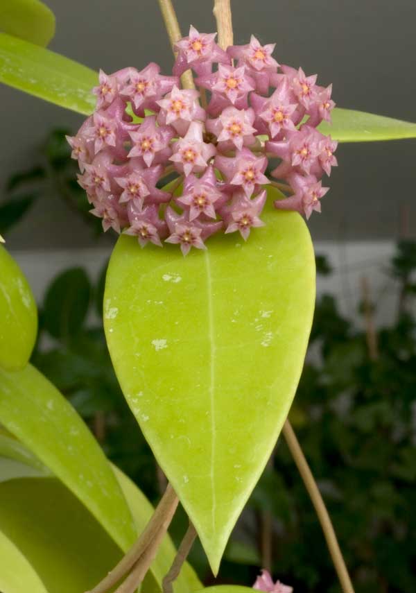 Hoya verticillata Pink orotad kp hos Plantanica webbutik