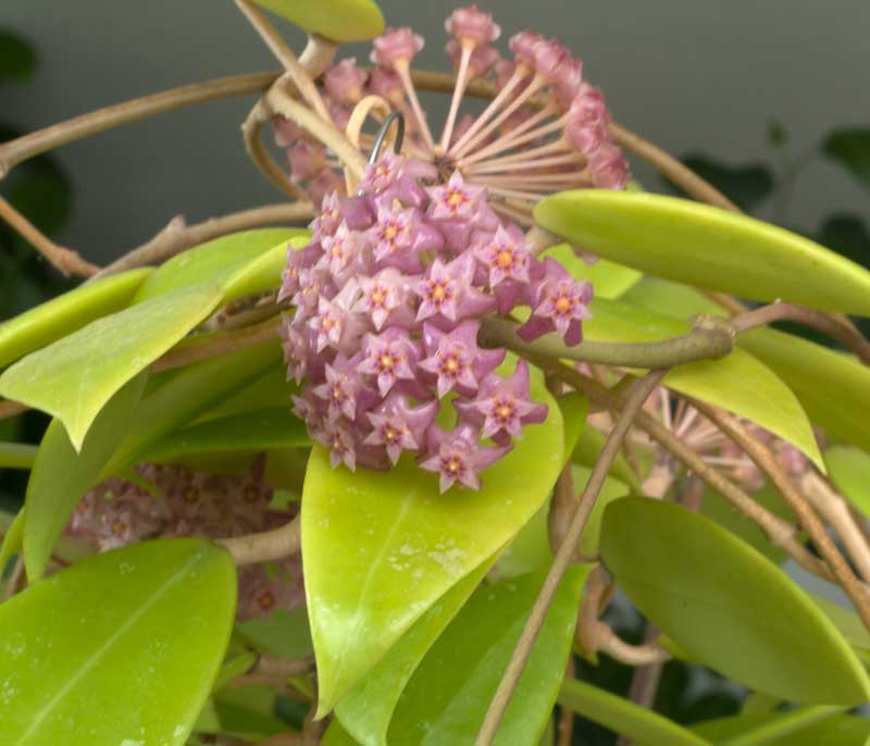 Hoya verticillata Pink rotad kp hos Plantanica webbutik