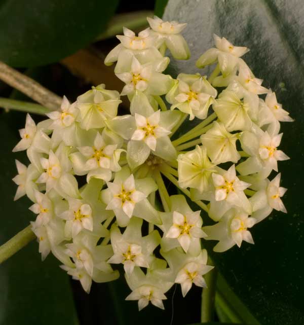 Hoya verticillata White orotad kp hos Plantanica webbutik
