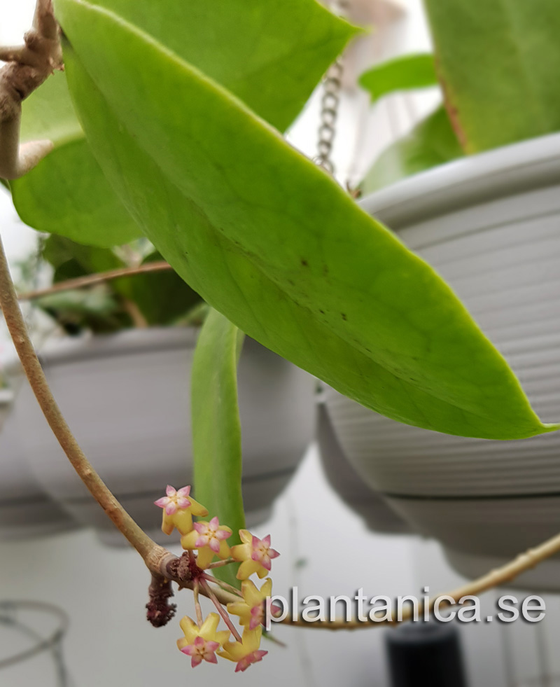 Hoya vitellina X finlaysonii - planta kp hos Plantanica webbutik