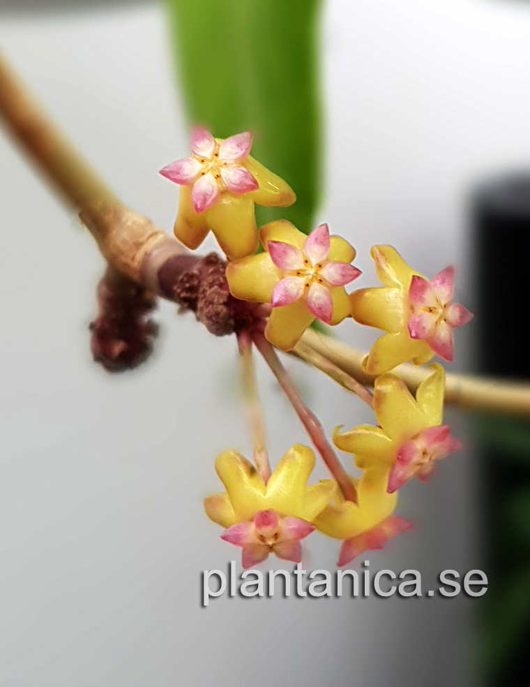 Hoya vitellina X finlaysonii - planta kp hos Plantanica webbutik