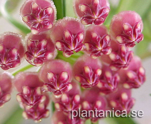Hoya wayetii rotad kp hos Plantanica webbutik