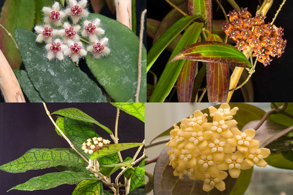 Vackra Hoya blad paketet - 5 st orotade köp hos Plantanica webbutik