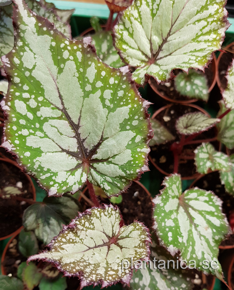 Begonia rex - silver green dots - liten planta kp hos Plantanica webbutik