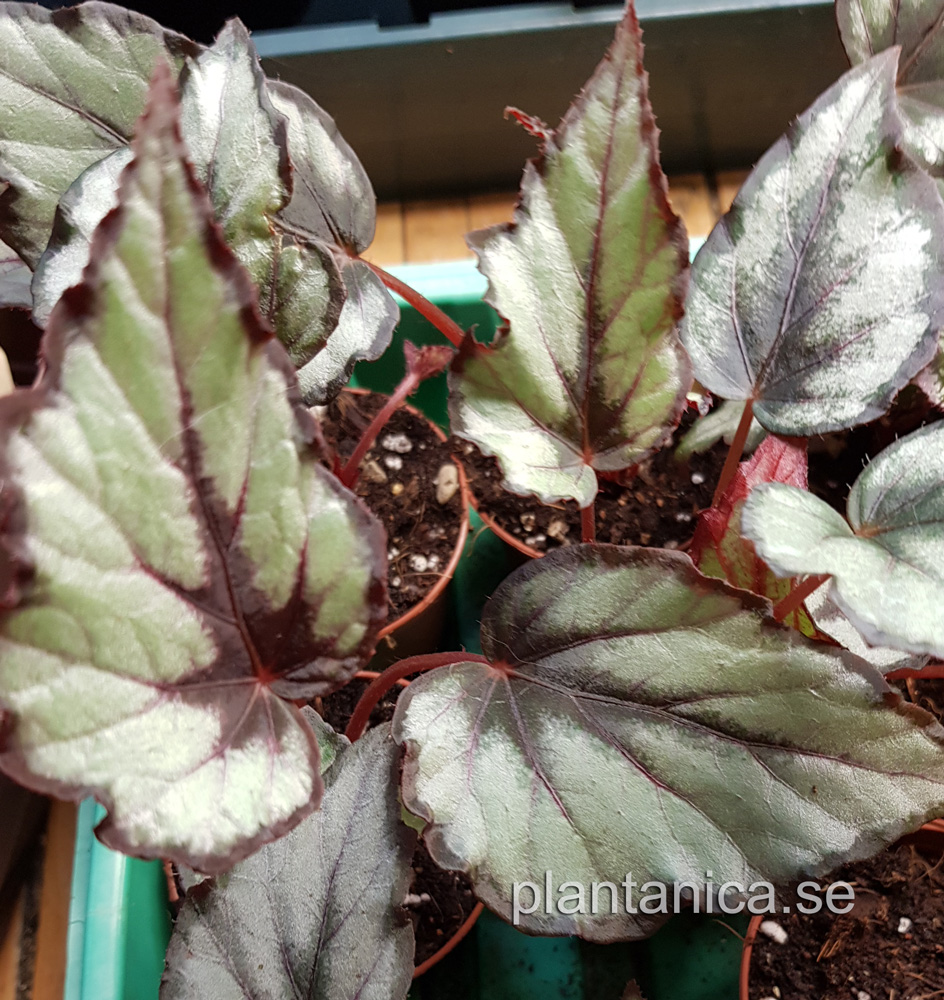 Begonia rex - silver pink - liten planta kp hos Plantanica webbutik
