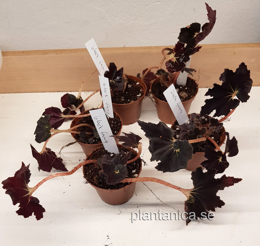 Begonia black fang - planta köp hos Plantanica webbutik