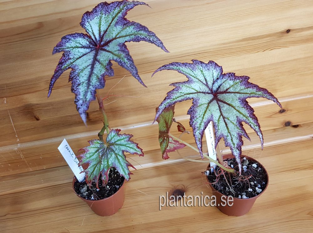 Begonia connie boswell - planta köp hos Plantanica webbutik