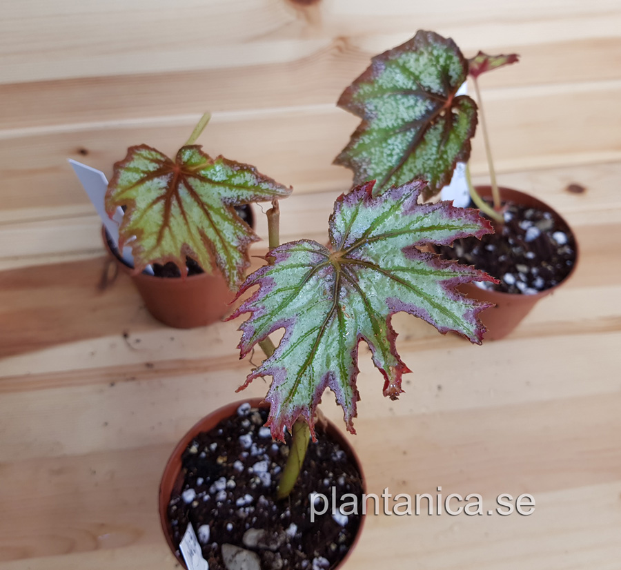 Begonia connie boswell - liten planta köp hos Plantanica webbutik