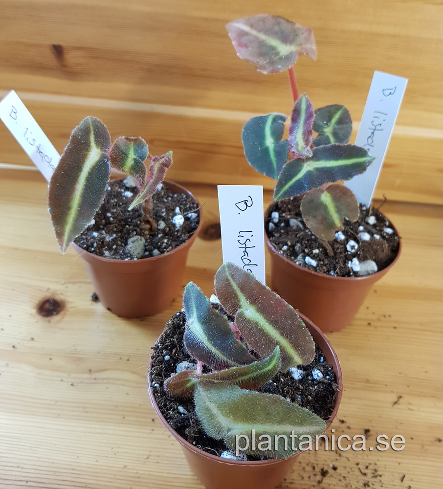 Begonia listada - liten planta kp hos Plantanica webbutik