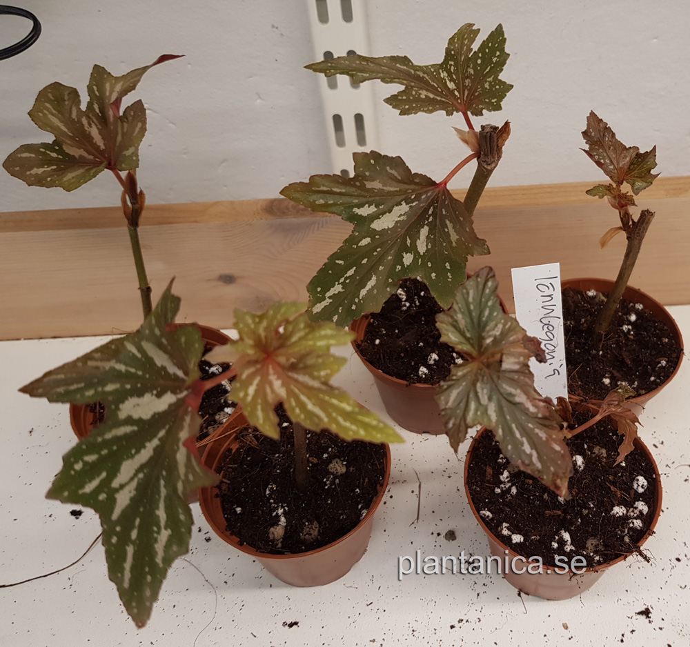 Begonia aconitifolia - Lönnbegonia - rotad stickling köp hos Plantanica webbutik