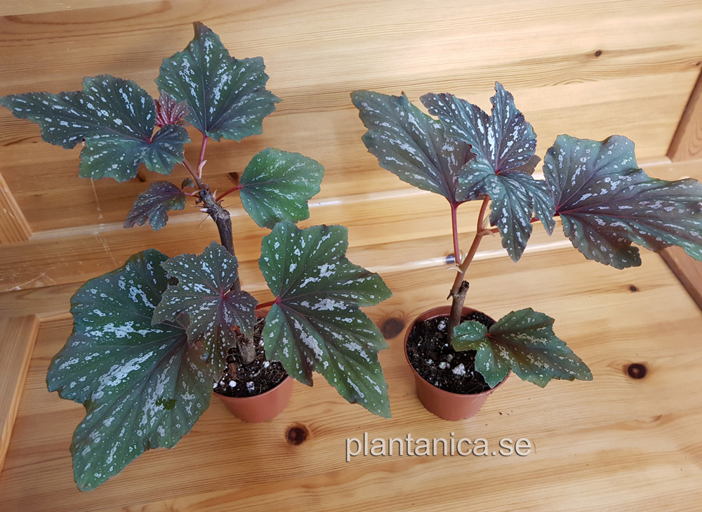 Begonia aconitifolia - Lnnbegonia - planta kp hos Plantanica webbutik