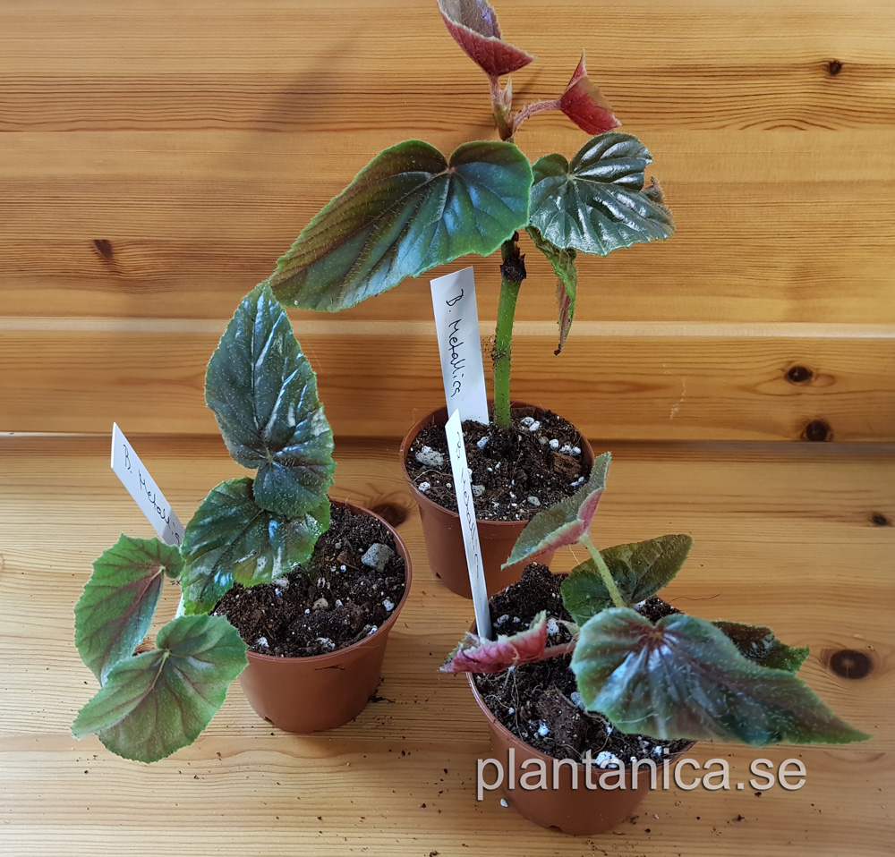 Begonia incarnata Metallica - liten planta kp hos Plantanica webbutik