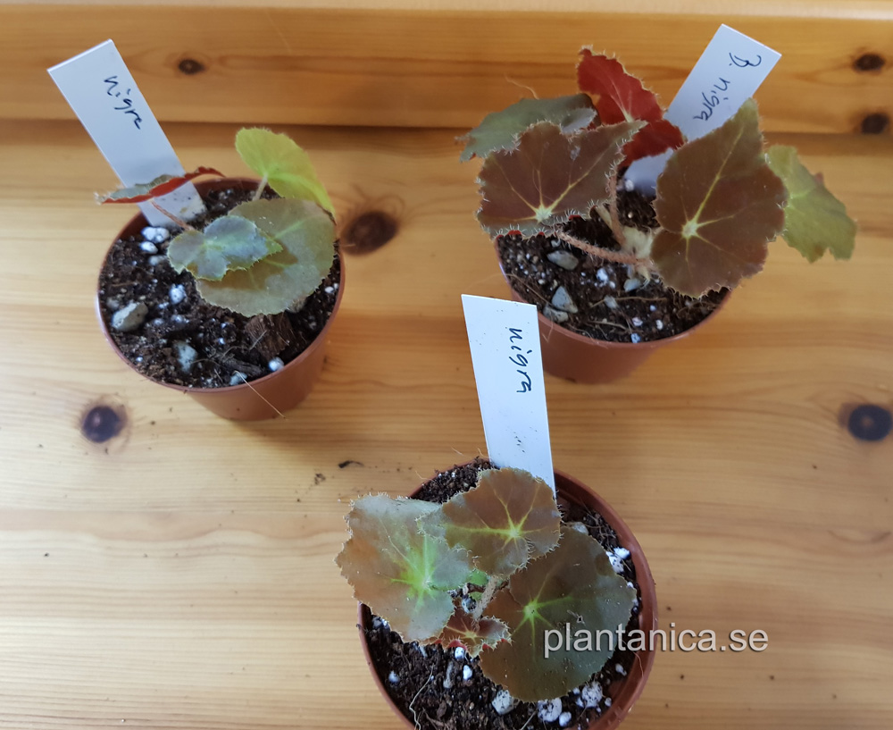 Begonia nigra -liten planta köp hos Plantanica webbutik